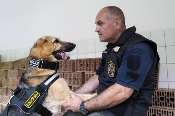 Hungarian german shepherd 2025
